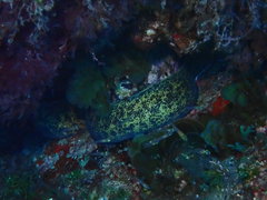 Gymnothorax annasona