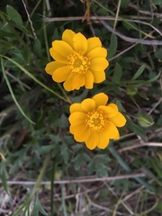 Ranunculus macranthus