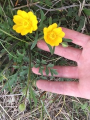Ranunculus macranthus