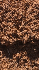 Solenopsis saevissima