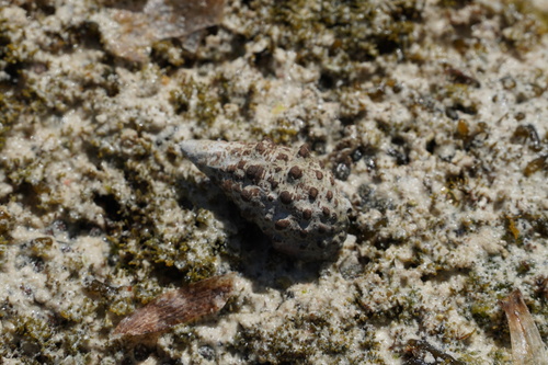 Cerithium caeruleum observed 2023-10-20