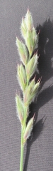 Leymus innovatus