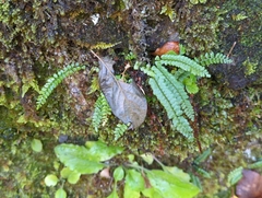 Asplenium viride image