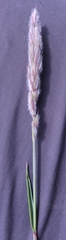 Leymus innovatus