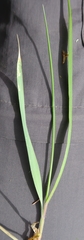 Leymus innovatus