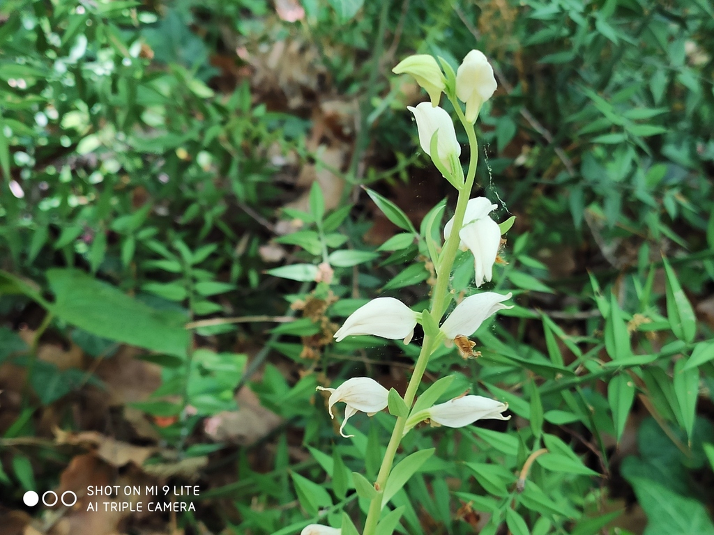 Cephalanthera epipactoides