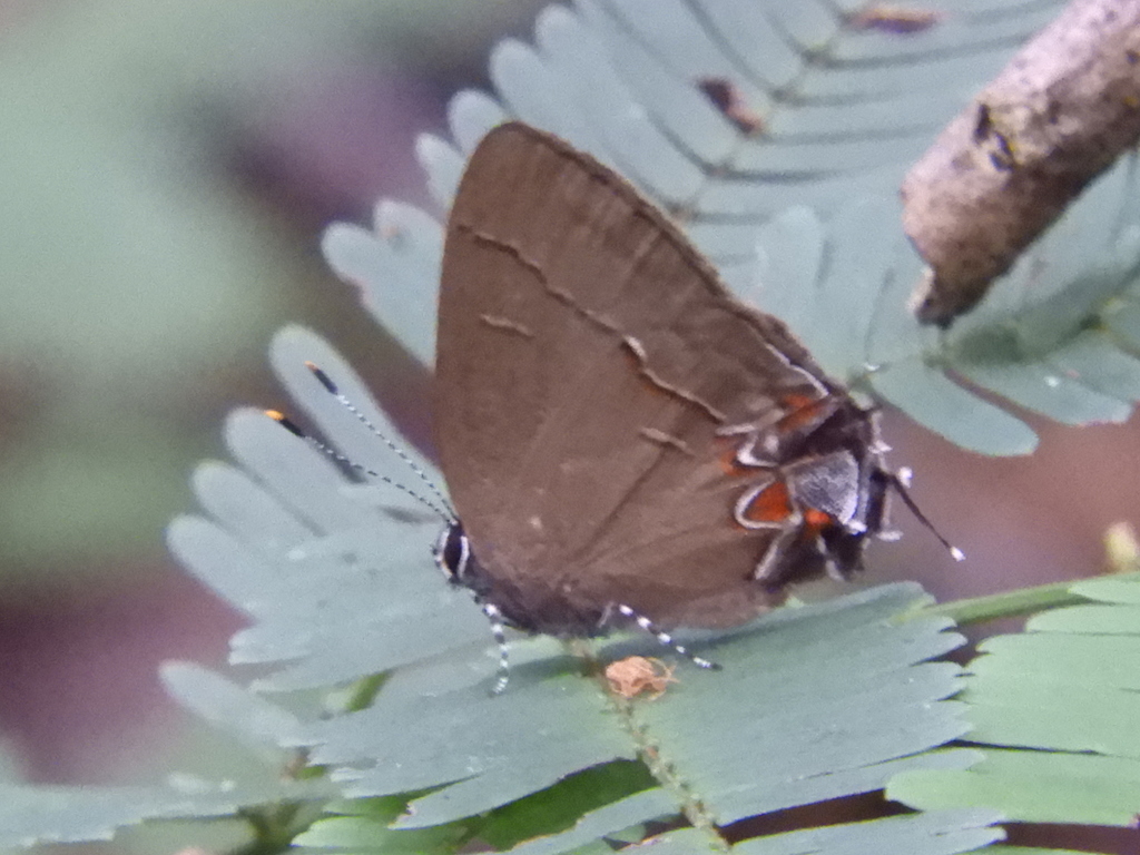 Calycopis malta