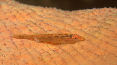 Long-Snout Sponge-Goby photo 2