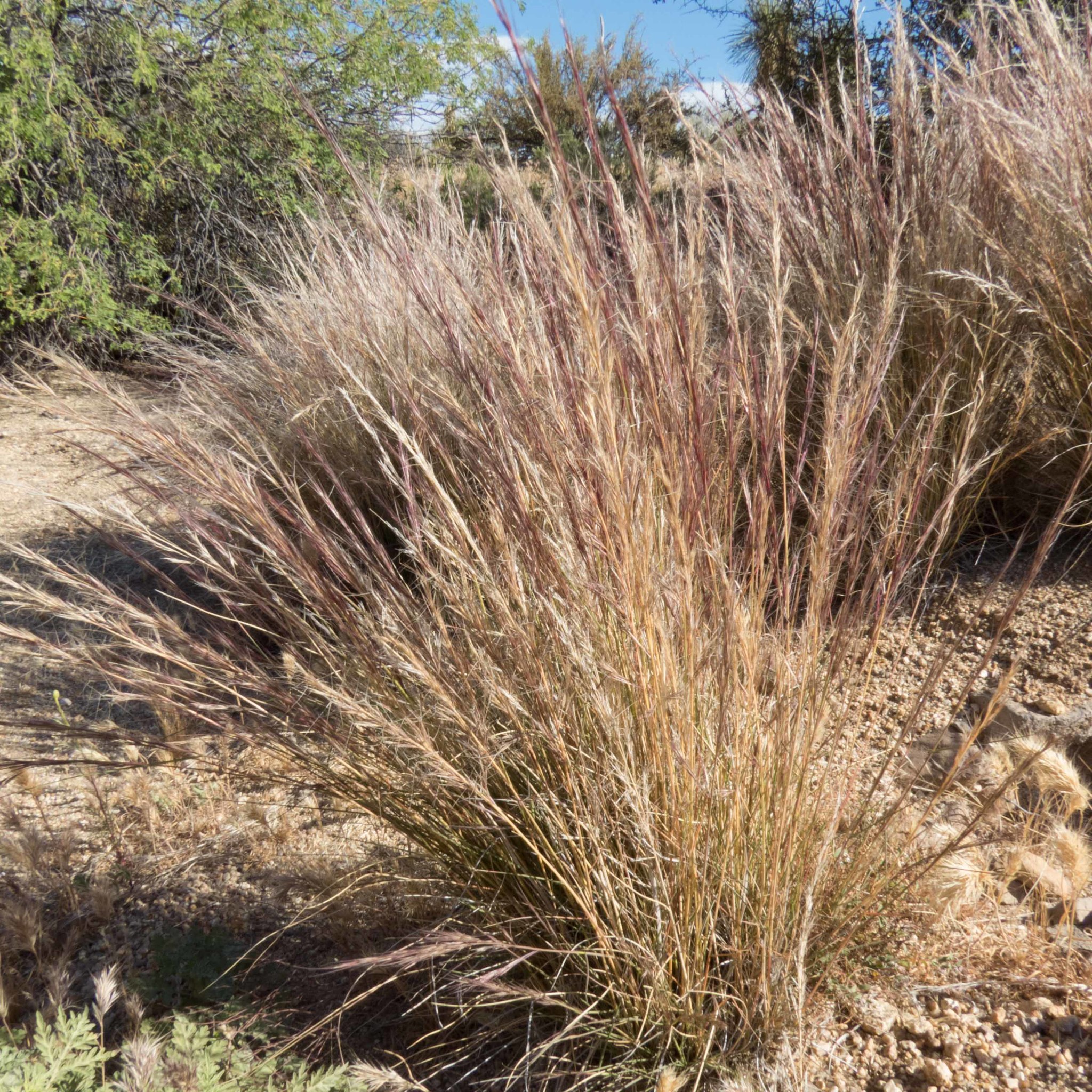 Aristida purpurea var. parishii