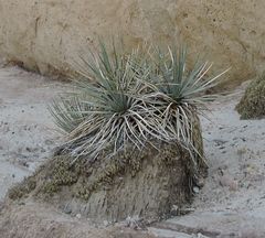 Hesperoyucca whipplei