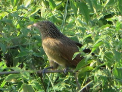 Centropus bengalensis