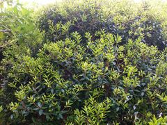 Metrosideros bartlettii