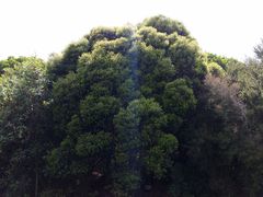 Metrosideros bartlettii