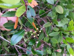 Metrosideros bartlettii