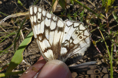 Melanargia russiae