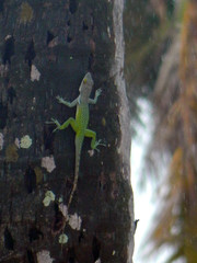 Anolis leachii