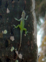Anolis leachii