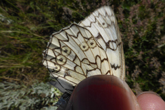 Melanargia russiae