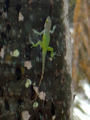 Anolis leachii