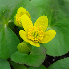 Caltha palustris palustris