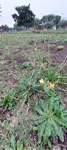 Image of Oenothera odorata by (c) Lauu, some rights reserved (CC BY)