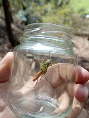 Agesander ruficornis