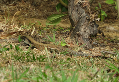 Ameiva atrigularis