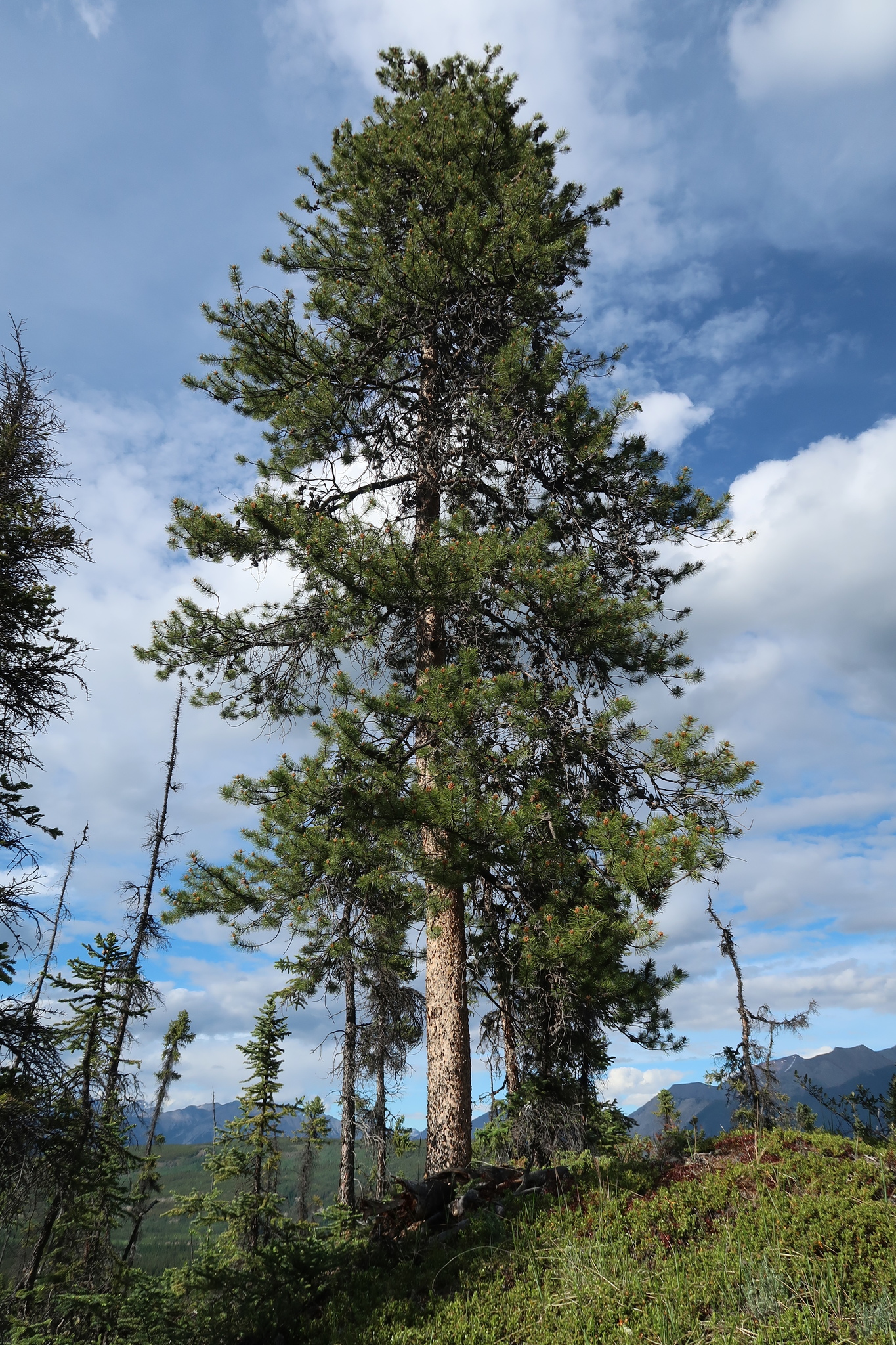 Pinus contorta var. latifolia