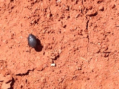 Eusattus reticulatus