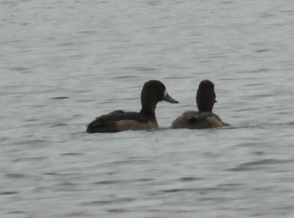 Tufted Duck from Новгородский р-н, Новгородская обл., Россия on October ...