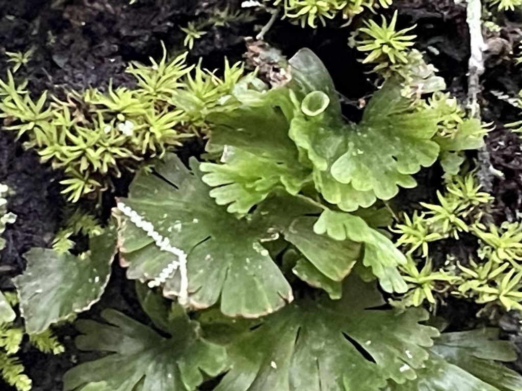 Crepidomanes minutum from 臺灣島, 烏來區, NWT, TW on October 22, 2023 at 01