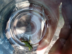 Agesander ruficornis