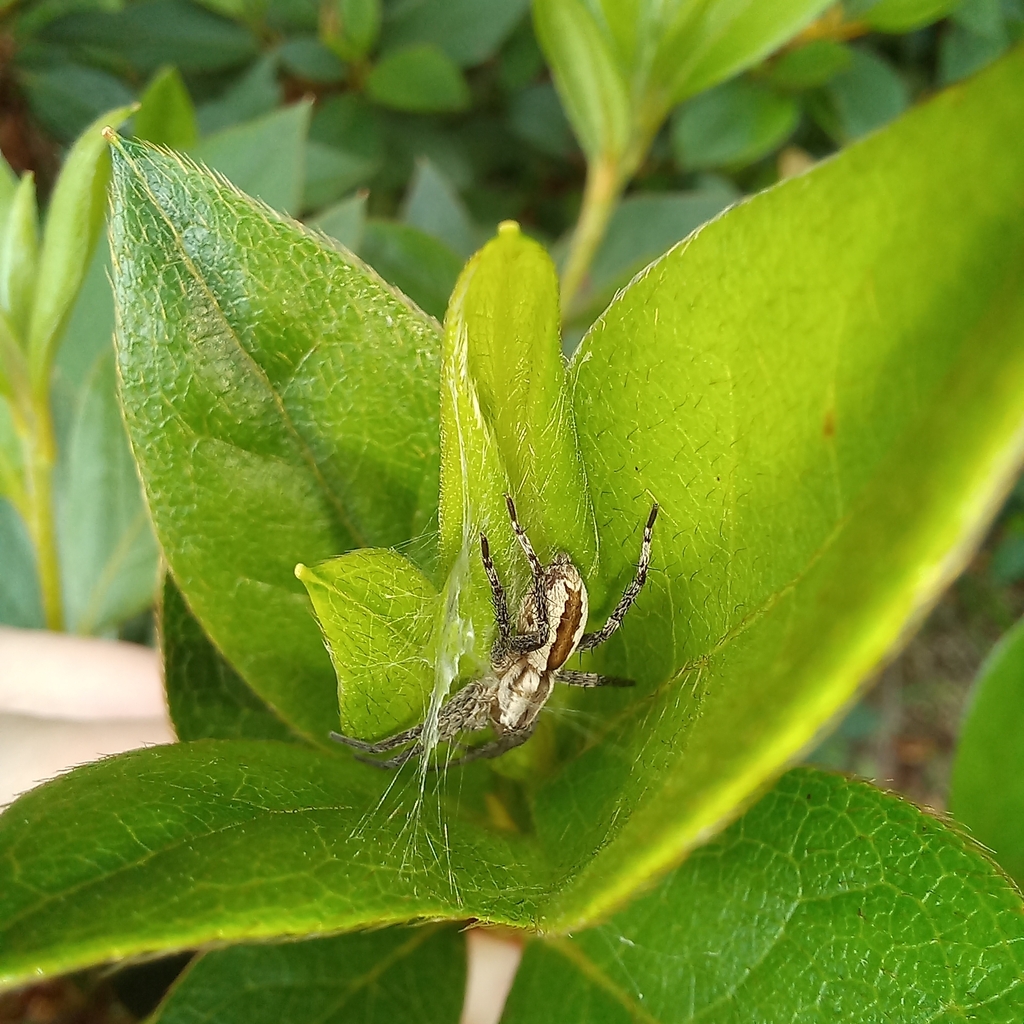 Arachosia honesta