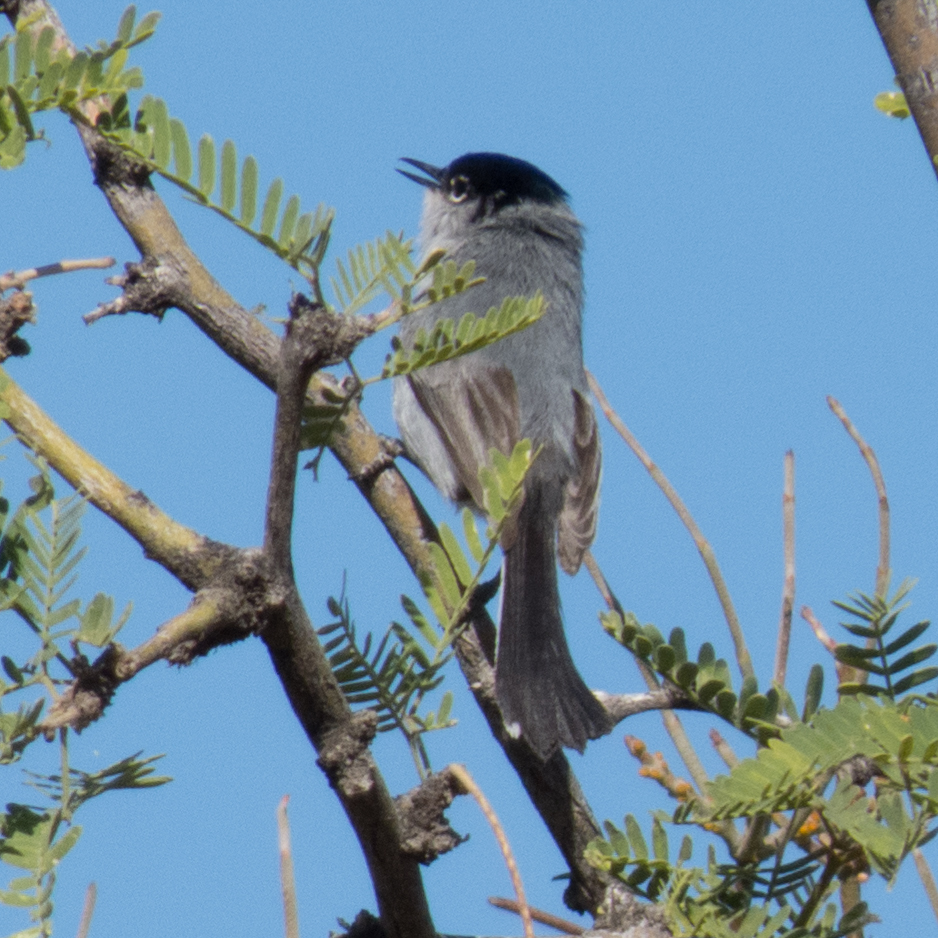 Black-capped gnatcatcher - Wikipedia