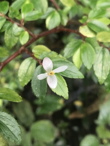 Begonia foliosa