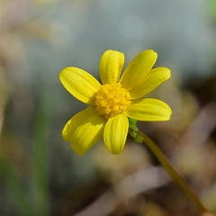 Crocidium multicaule