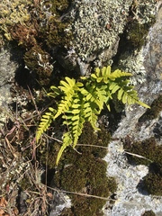 Polypodium glycyrrhiza