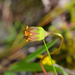 Crocidium multicaule