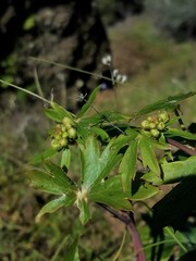 Delphinium nudicaule