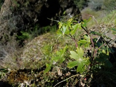Delphinium nudicaule