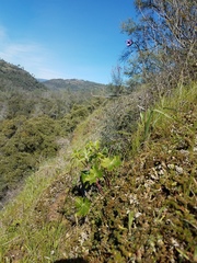 Delphinium nudicaule