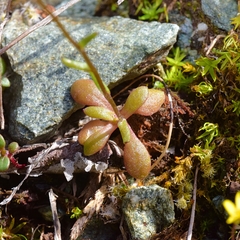 Crocidium multicaule
