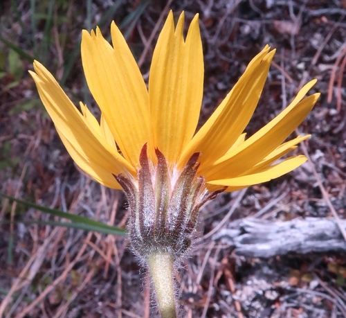 Narrowleaf Arnica