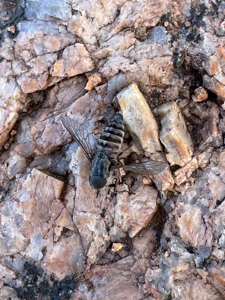 Dasybasis from Secret Rocks, SA, AU on October 22, 2023 at 03:57 PM by ...