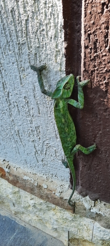 African Chameleon