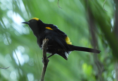 Icterus cayanensis chrysocephalus