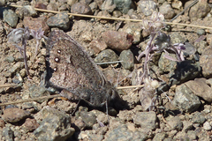 Faunula patagonica