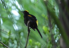 Icterus cayanensis chrysocephalus