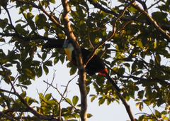 Ramphastos vitellinus
