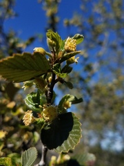 Cercocarpus betuloides betuloides